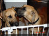 Fawn Great Dane Puppies for sale Marshfield, Missouri 65706 USA